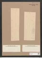 Pleurosigma gruendlerii Grun. (de-Toni-Nr.: Genus 13, Species 1052) Zeichnungen Sammlung Grunow Nr. 1889 (NHMW-BOT-W0369004)